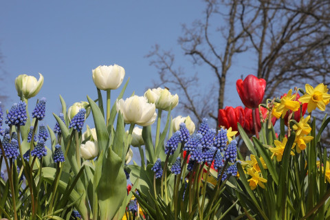 Bloemen bezorgen in Hoeksche Waard