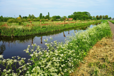 Bezorging bloemen Hoeksche Waard