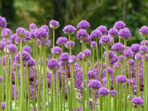 Bloemen bezorgen in 's Gravendeel