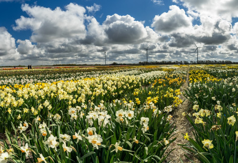 Bloemen bezorgen in Mijnsheerenland