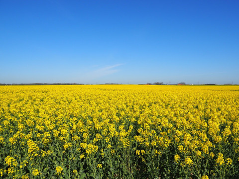 Bloemen bezorging Hoeksche Waard