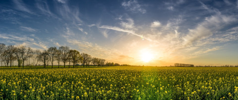 Bloemen bezorgen in Hoeksche Waard